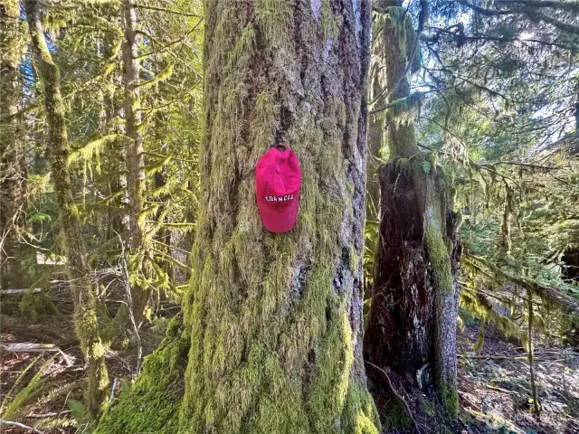Big Fir tree