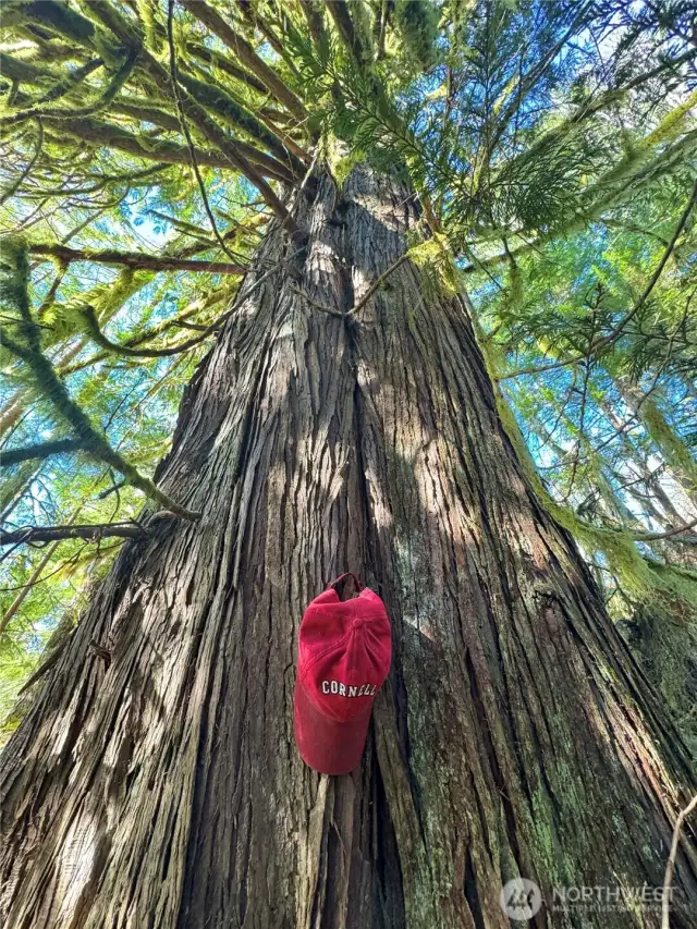 Towering cedar