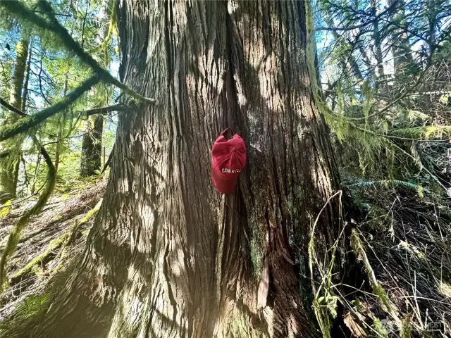 Monster cedar, possibly old growth.