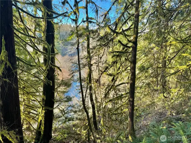View could be improved by trimming branches.