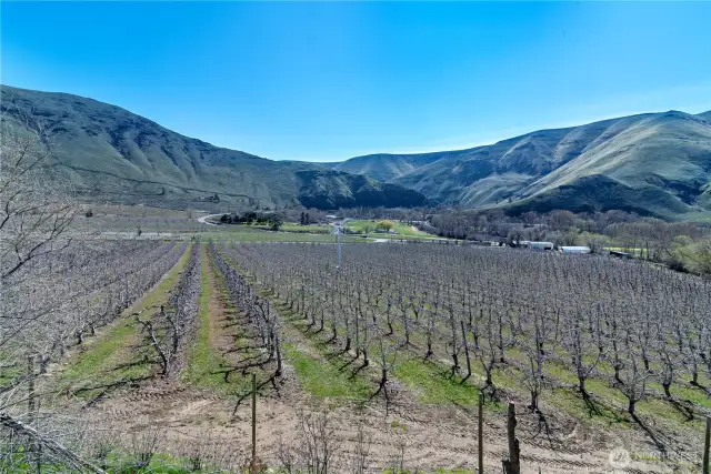 View from upstairs deck looking out over the commercial apple orchard towards the Yakima River