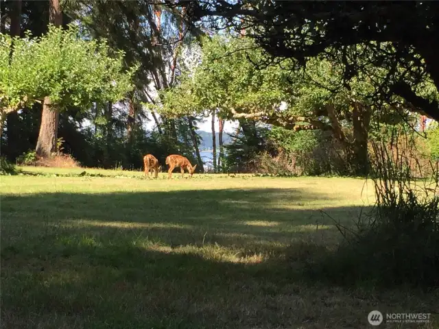 The dear play here every day if you like BAMBI.