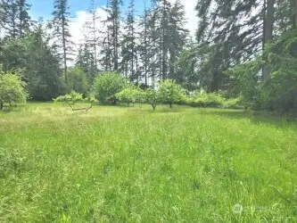 Orchard property looking SW on the property