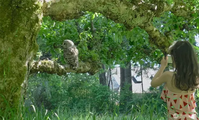Apple trees and wildlife in the orchard. Here is an OWL calmly sitting on an apple tree .