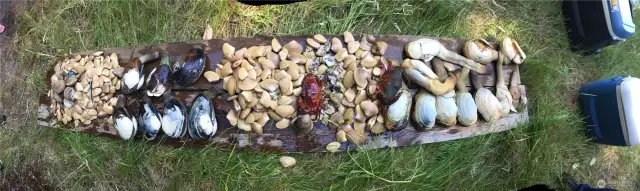 These are all off of the beach in front of the property.