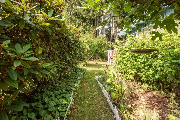 Garden space with fig tree, grape vines and strawberry plants