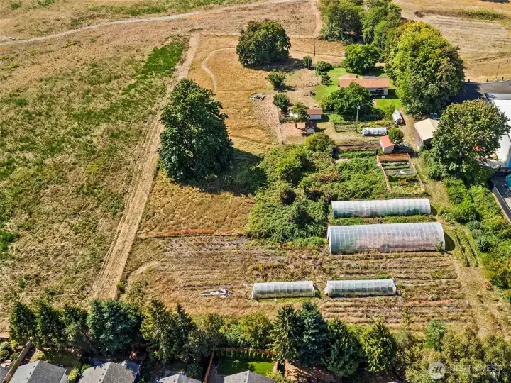 From overhead - at center is a row of century-old apple trees - so old that they pre-date the WSU Extension Svc variety identity, & they are still producing! You can see the huge fenced garden area, and to the right of the hoop houses you'll find a kiwi orchard, hop garden, raspberry & blueberry gardens, and a fruit orchard with apples, pears and peaches. Near the home are the beloved grand old butternut trees, descended from a butternut brought  from Missouri by the Bush family in 1845.