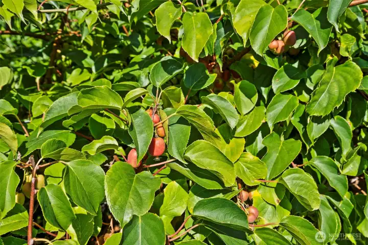 A close up view of the large kiwi orchard - on its way to producing a bumper crop this year!