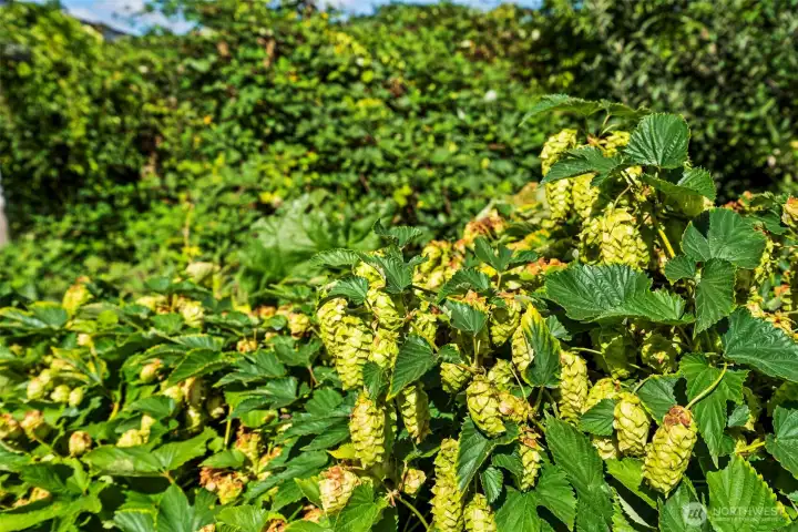 A close-up of the hop garden - the kiwis and hops are just two of many varieties of produce ripening for your use!