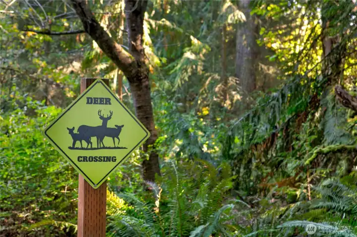 A whimsical but practical reminder of the natural abundance that surrounds this lakeside preserve, the “Deer Crossing” sign is nestled along a wooded trail thick with sword ferns and old-growth trees. It’s a quiet signal that this is not just a property, but part of a living ecosystem—one where wildlife still finds safe passage and daily life remains gently in rhythm with the forest.