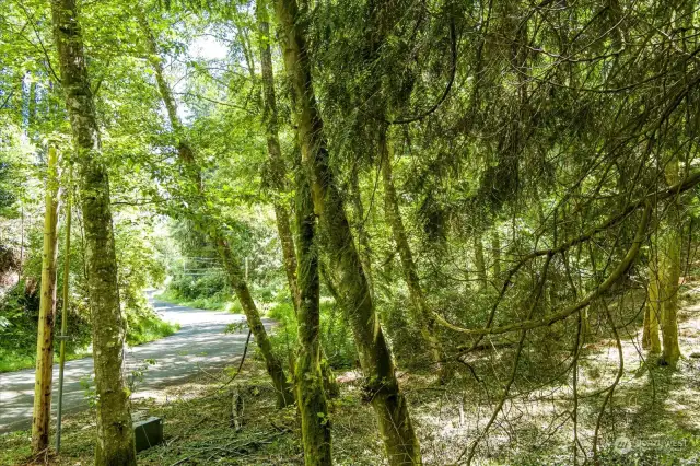 View of the road from the site edge.