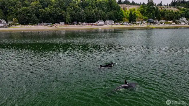 Witness nature’s wonders! Camano Island offers front-row seats to orcas, seals, and thriving marine life.