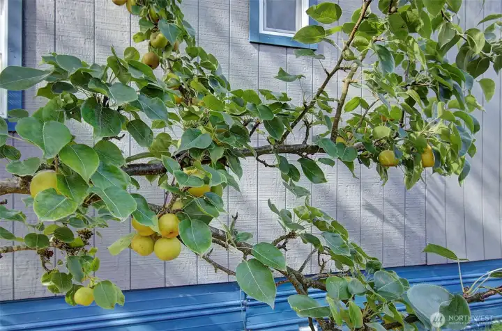 Asian Pear Tree laden with fruit