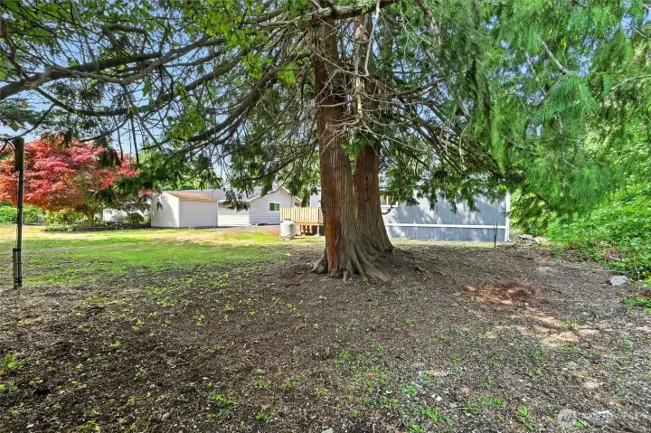 Beautiful tree for shade.