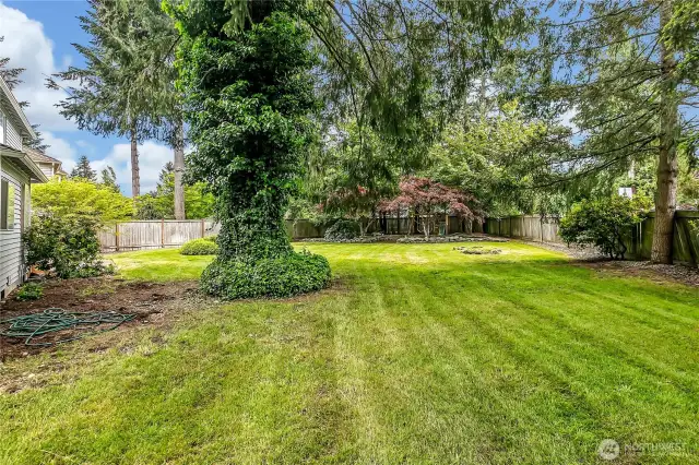 The backyard is absolutely gorgeous, offering a serene and inviting space to relax or entertain. Lush landscaping and ample space make it a perfect outdoor retreat.