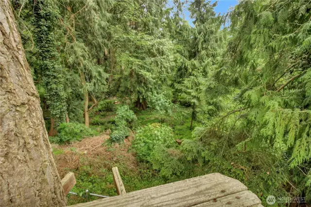 Very private backyard