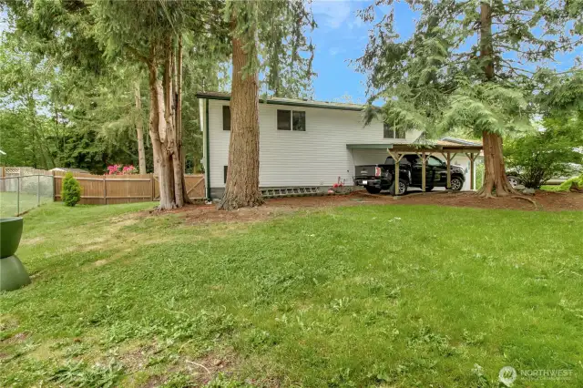 The front yard with beautiful cedar trees