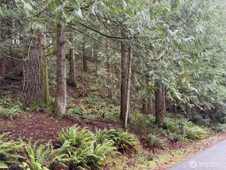 Gentle access off of Quartz Ridge Lane, then slopes upward.