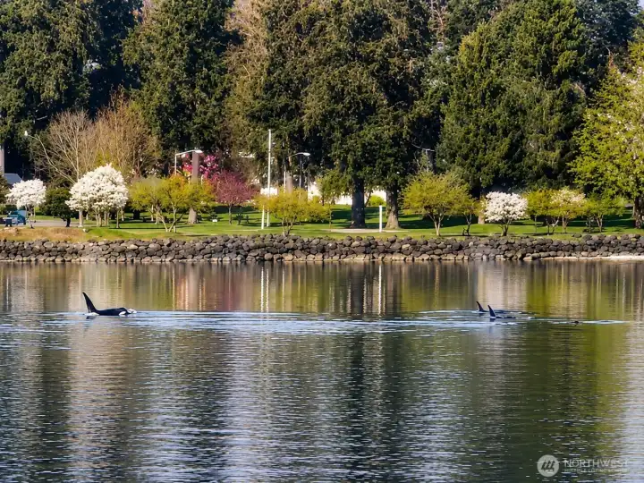 Orcas right outside your backdoor