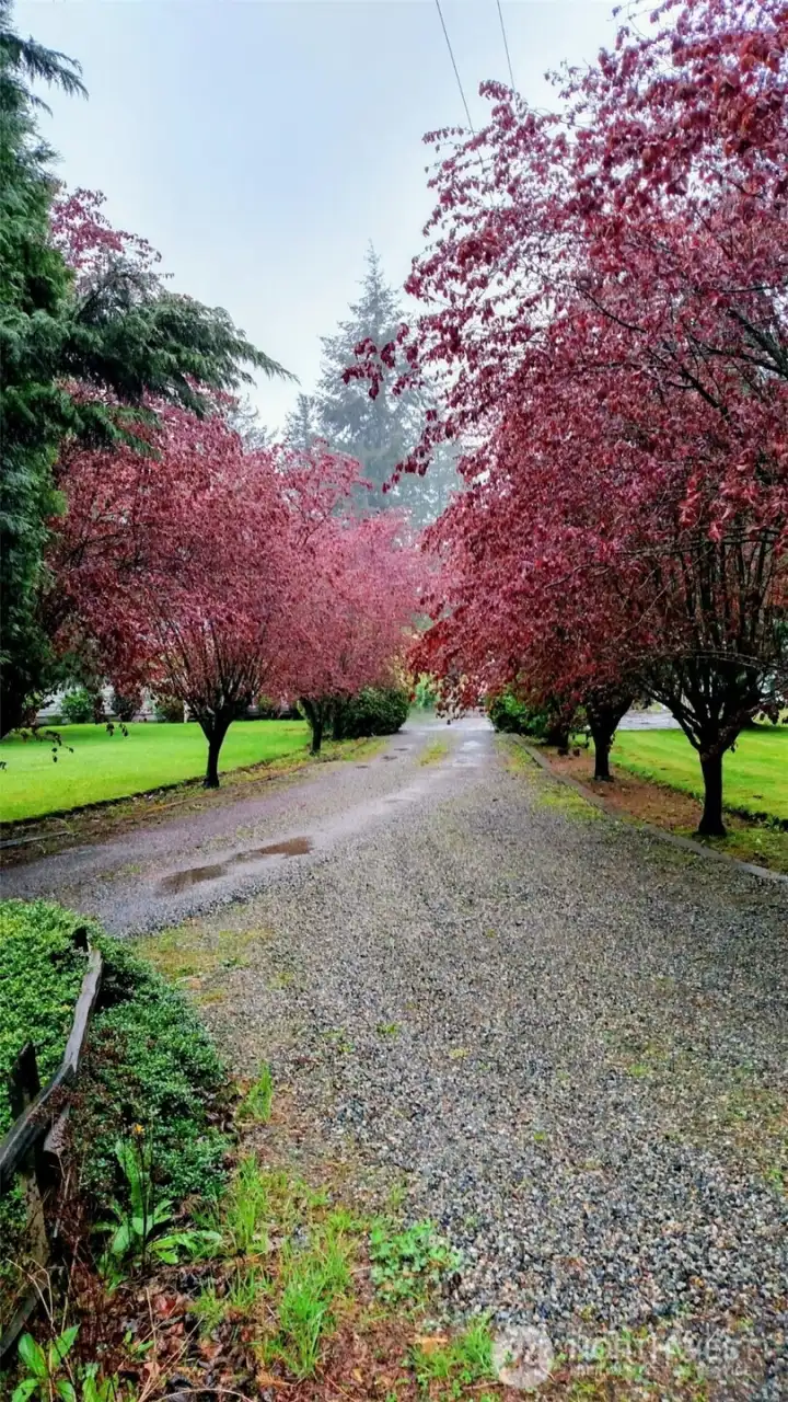 Driveway lined trees Driveway lined trees
