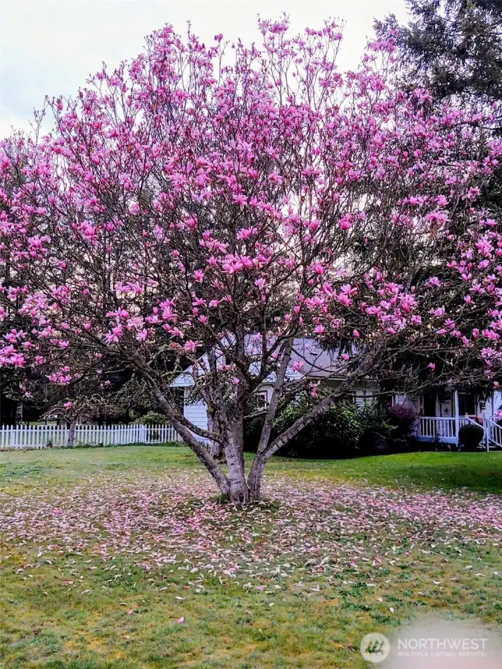 Magnolia tree Magnolia tree