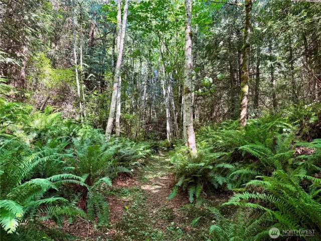 The trail up to the forest