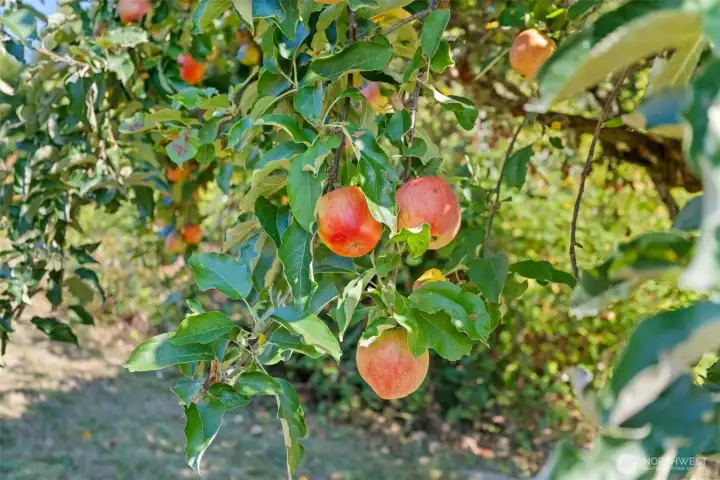 The backyard also features a mature apple tree, currently producing fruit.