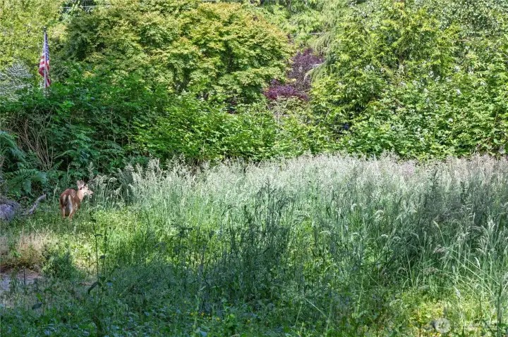 Enjoy deer and other wildlife in your own backyard