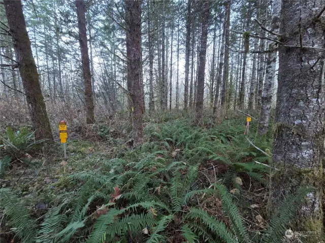 USFS survey markers make finding corners easier