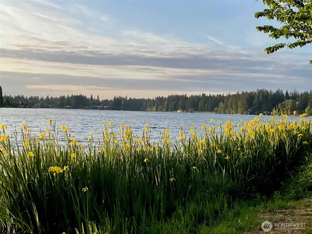 Lake iris adds color