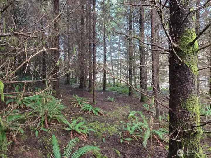 Douglas-fir plantation