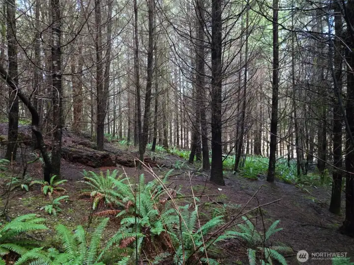 Douglas-fir plantation