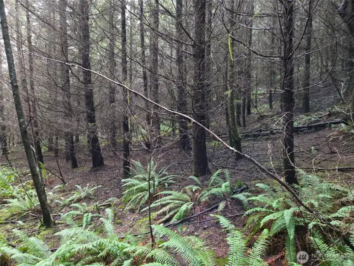 Douglas-fir plantation