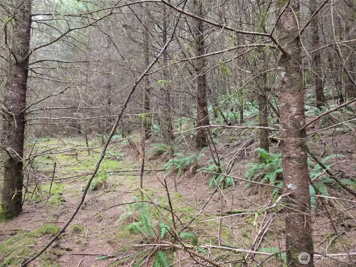 Douglas-fir plantation.