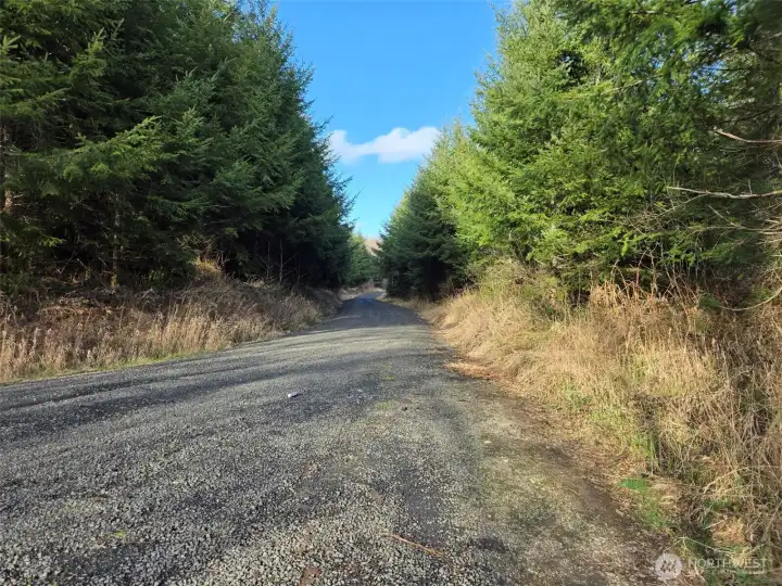 Workman Creek Road looking back from the gate.