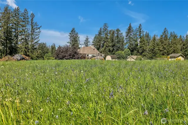 The meadow of wild flowers is just starting to bloom