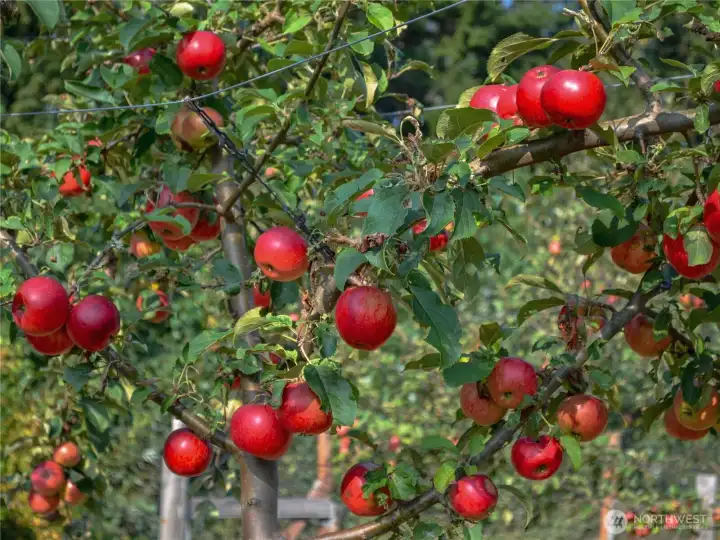 Seasonal beauty captured in every row of vines & trees.