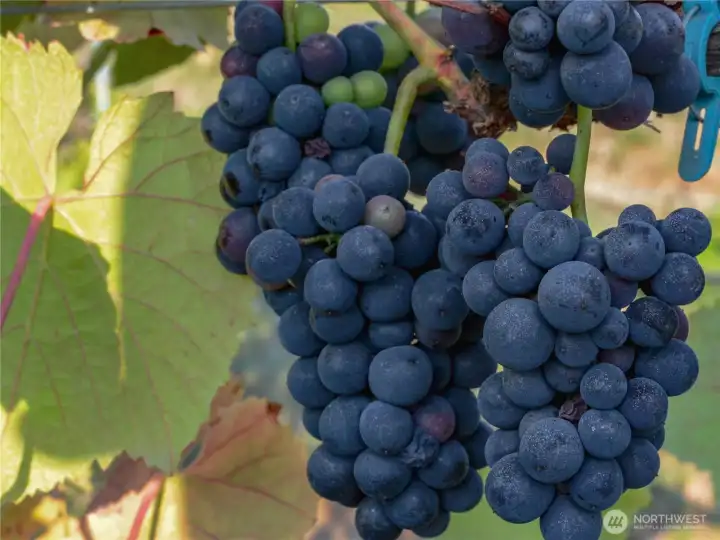 Clusters of wine grapes ready for harvest.