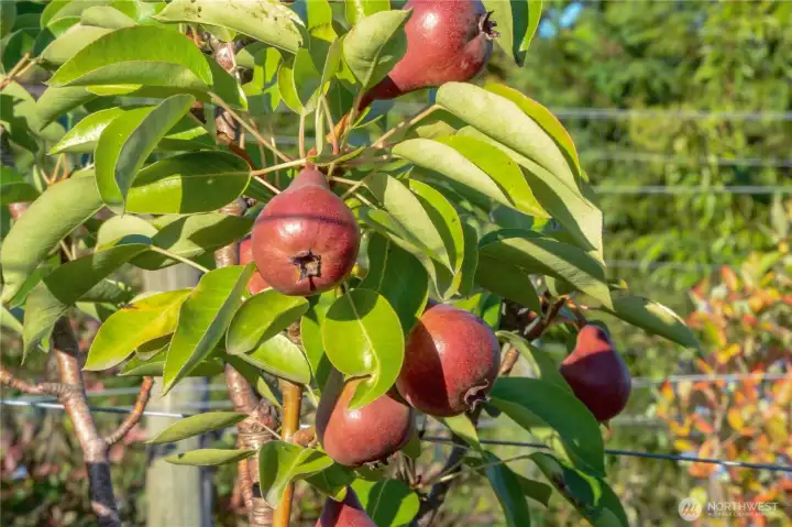 Perry pears glowing in the late-summer sun.