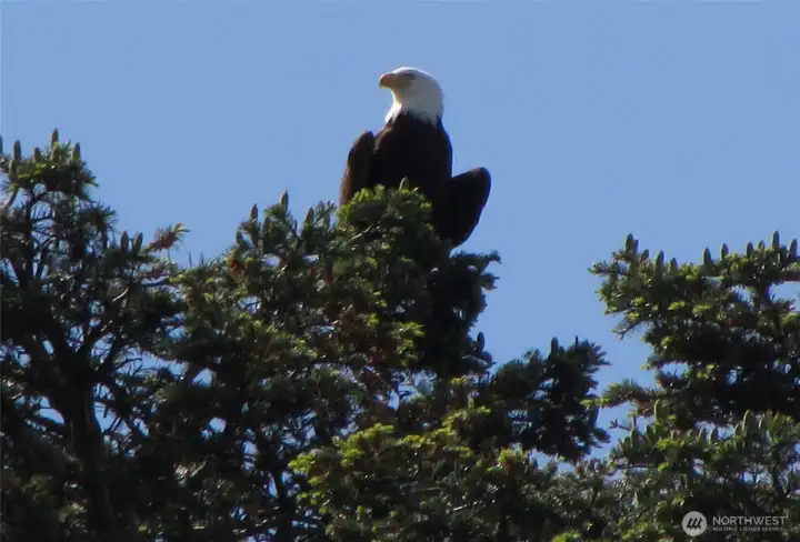 This is what you get to watch from your own deck.