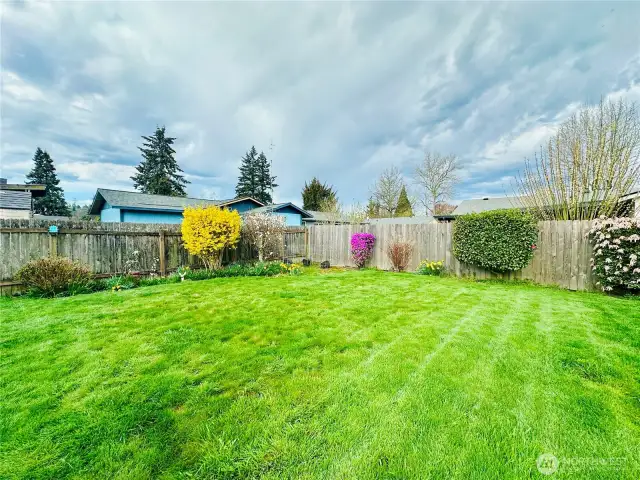 Backyard view