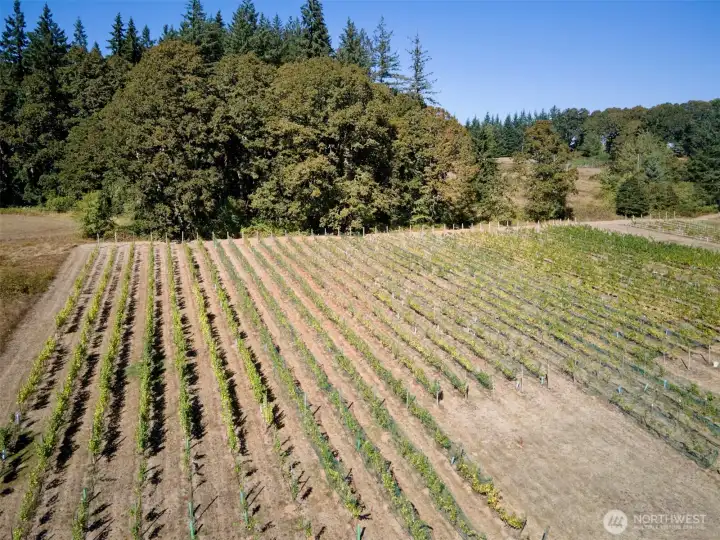 Vineyard