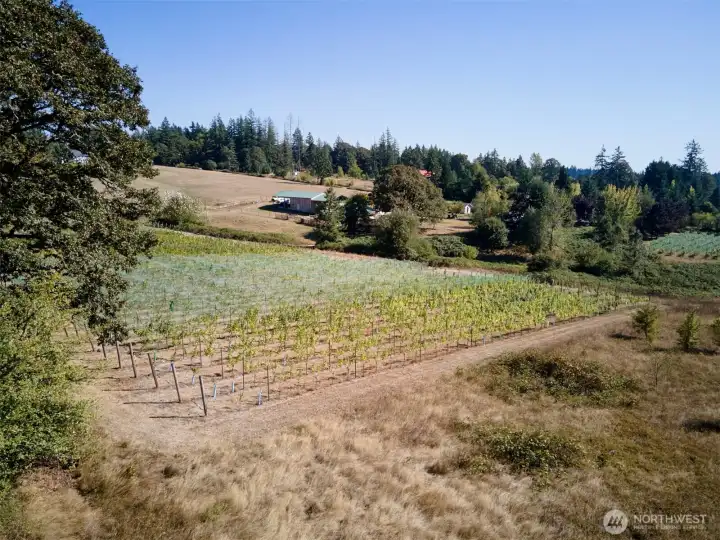 Vineyard