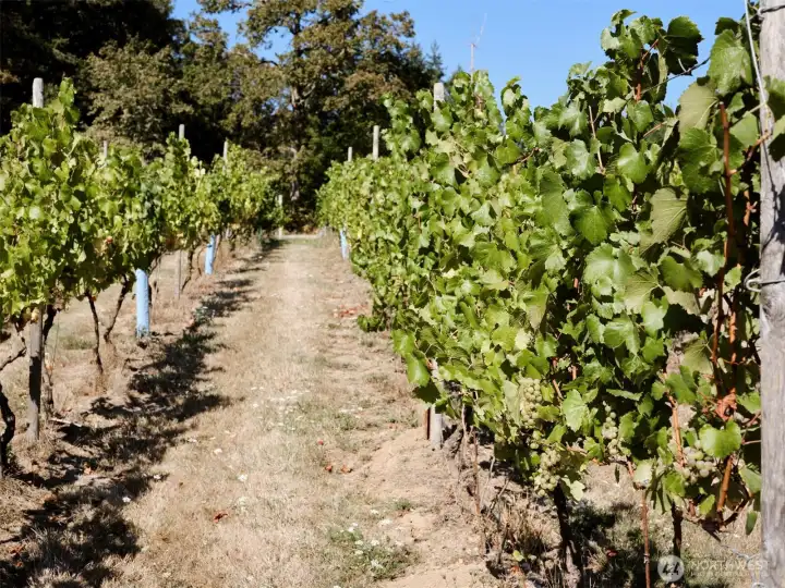 Vineyard