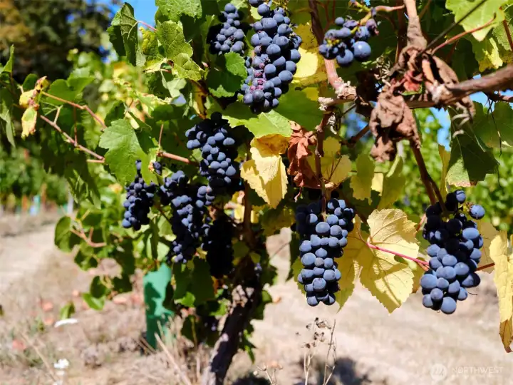 Grapes