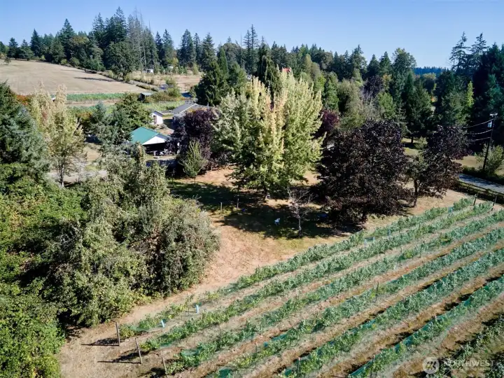 Orchard