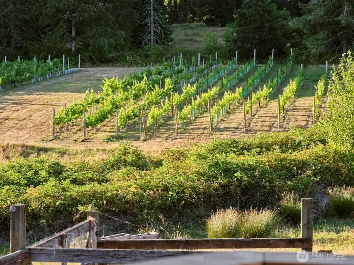 Vineyard View