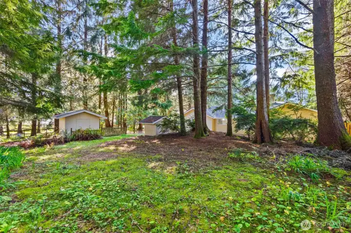 Back yard