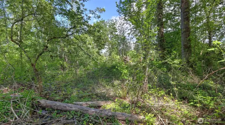View into the lush greenscape on the back part of the property - bring your imagination and revive this lot to be your own or perfect location for subdivision with strong demand for more housing.