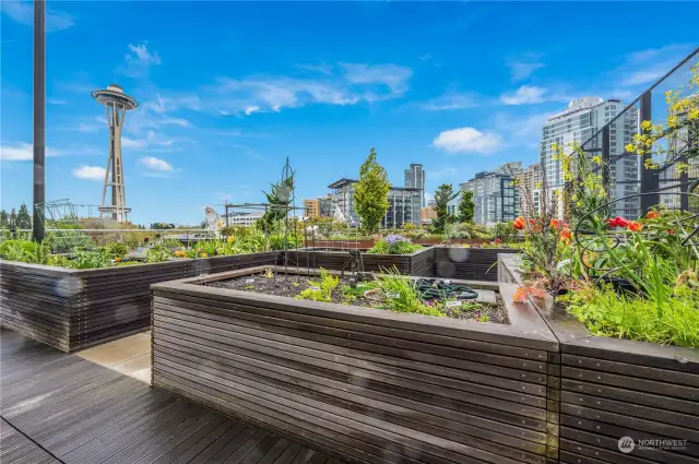 Lovely gardens on the new renovated rooftop deck with the Space Needle in full view!